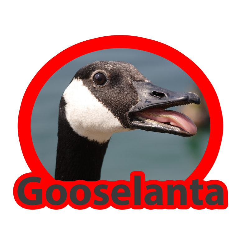 Happy Daily 145 – Gooselanta