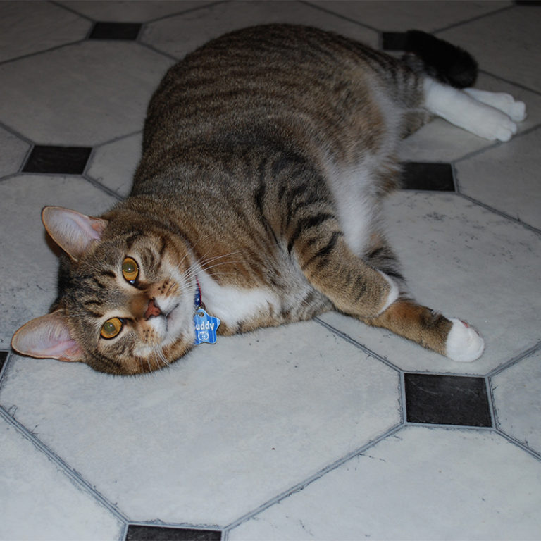 Happy Daily 149 – My Buddy