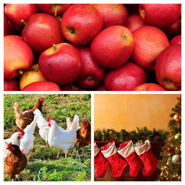 The next single on my 2019 album is the title track, Apples, Chickens, and Christmas!